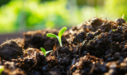 Pflege im Frühling und Sommer – Aktivitätszeit für Mikroorganismen Pflege im Frühling und Sommer – Aktivitätszeit für Mikroorganismen